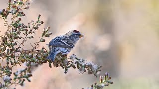 Acanthis flammea COMMON REDPOLL feeding 3027474 [upl. by Lizned]