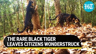 Rare Black Tiger seen marking its territory in Odisha National Park  Video breaks the internet [upl. by Auginahs547]