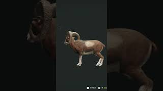 Diamond Mouflon thehuntercotw cotw [upl. by Ettennor217]