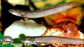 Senegal Bichir Care Guide  polypterus senegalus  Aquarium CoOp [upl. by Ahsiele]