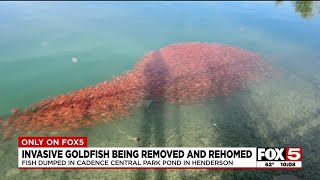 Hundreds of invasive goldfish being removed from Henderson pond [upl. by Acir148]