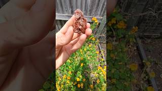 Beautiful aragonite cluster thefinders crystals gemstone [upl. by Jo]