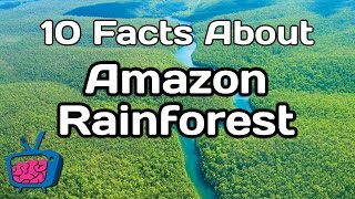 10 Mind Blowing Facts About The Amazon Rainforest [upl. by Yleoj]