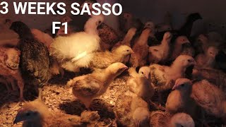 3 Weeks Old Sasso F1 Chicken Fast growth [upl. by Ylhsa]