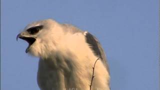 Blackshouldered Kite Elanus caerulus [upl. by Amoeji]