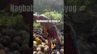 Nagbabalat ng niyog 🥥 coconut coconutfarmer buhaysaprobinsya [upl. by Marnie]