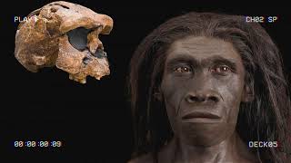 Historic Fossil Discoveries of the First Humans in Eurasia [upl. by Chee]