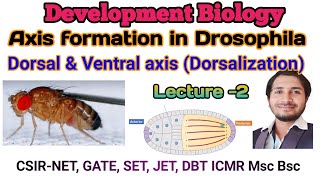 DorsalVentral axis formation in DrosophilaDorsalization L2 for CSIR net Gate DBT ICMR Msc Bsc [upl. by Nylehtak740]