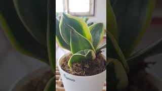 Snake plant golden hahnii [upl. by Eesdnyl752]