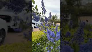 Ceanothus canativegarden [upl. by Ellerihs601]