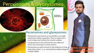 peroxisomes and glyoxysomes [upl. by Sonni]