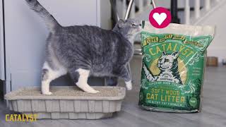 All Natural Catalyst Softwood Cat Litter  See It In Action [upl. by Mozes]