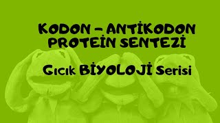 Kodon  Antikodon  Protein Sentezi [upl. by Thin590]