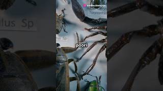 Arthropoda phylum kingdom animals animalia crab insects facts knowmosquitogkbiodiversity [upl. by Melvina]