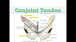 Conjoint Tendon [upl. by Neelyhtak]