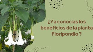 Descubre las Sorprendentes Propiedades Medicinales del Floripondio ¡Un Tesoro Natural [upl. by Eba224]