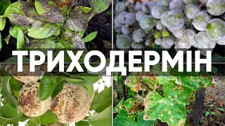 Триходермін Viridin Біологічний фунгіцид ENZIM Agro [upl. by Trueblood]