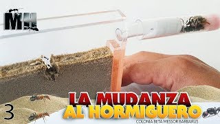 LAS NUEVAS HORMIGAS SE MUDAN AL HORMIGUERO DE ARENA  Hormigas Messor Barbarus [upl. by Clite]