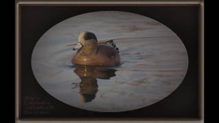 McNary Ducks in December [upl. by Romina974]