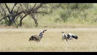 Secretary bird  courtship display pair running wings open jumping [upl. by Ysnil246]