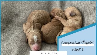 The First Week in the Life of Our Cavapoochon Puppies 💕💕💙🐶 [upl. by Norward]