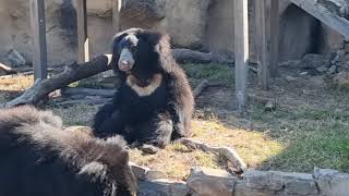 Sri Lankan sloth bear [upl. by Ayatnahs219]