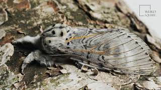 Puss Moth  is a large moth with a soft striped and fluffy coat that makes it look like a cat [upl. by Nwahsram]