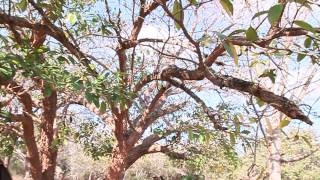 Toad Tree Mkhalu isiZulu or Tabernaemontana elegans Tembe Comm Reserve South Africa [upl. by Gruchot]