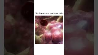 Hematopoiesis Formation of New Blood Cells rbc [upl. by Ainaj]