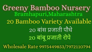 T OliveryBhima BambooTulda BambooBambusa PolymorphaBalcova BambooGreenyBambooNursery 9975449853 [upl. by Warms125]