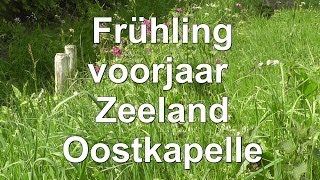 Frühling  voorjaar  Zeeland  Oostkapelle  Urlaub  Holland  Meer  See [upl. by Kilian]