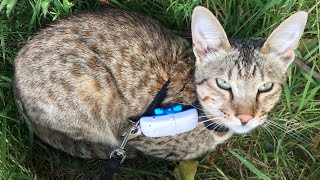 Review of Tractive GPS collar for cats and use for tracking pets and people WildkattOffGrid [upl. by Diet]