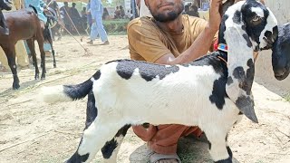 sahiwal Bakra TV sahiwal mandi update betal betal bakriyan aur bacche [upl. by Abe]