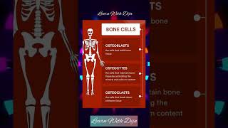 Type of bone cells present in our Bones [upl. by Agn]