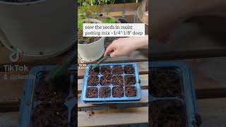 Growing Dichondra from seed 💚🌱 dichondra beginnerplants indoorgardening [upl. by Bernita]