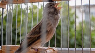 First Canary singing after molting 2021 Canary s training song [upl. by Tibbetts]