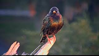 European Starling Calls And Shines In Morning Sun – Jan 17 2018 [upl. by Norbie51]