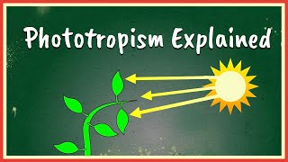 Phototropism Explained [upl. by Topliffe]