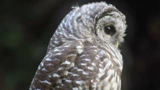 Barred Owls 23 [upl. by Kaltman758]