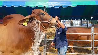 พ่อพันธุ์SG Cattle Service CoLtd งานประกวดบุรีรัมย์ [upl. by Magnolia]