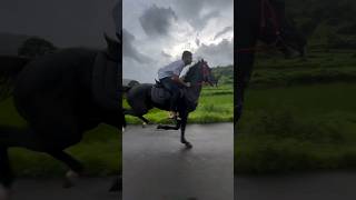 horse riding full speed horse horseriding speed horserace ghoda trending shorts viralshorts [upl. by Laro922]