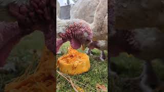 Happy Turkeys 🎃 farmanimals reels homesteadlife [upl. by Spindell]