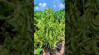 सोयाबीन में Anthracnose फंगस की रोकथाम🦠Best fungicide🌧️एन्थ्रेक्नोज फंगस short [upl. by Leahcimauhsoj]