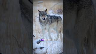 Wolf And Raven Friendship facts science sciencefacts shorts [upl. by Eng]