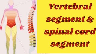 Spinal cord segment level Vs vertebral segment level [upl. by Jareb354]