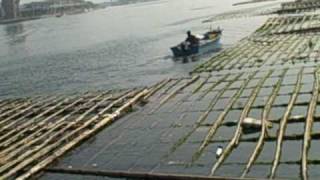 Anping Harbor Tainan Taiwan 安平區  Oyster farming [upl. by Eeleimaj398]