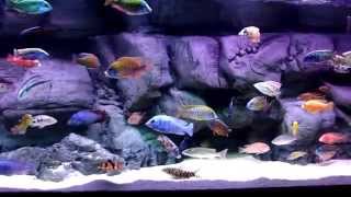 Fish of the weekCopadichromis Borleyi Mbenji [upl. by Arraes]