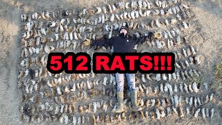 512 Rats in ONE Shed [upl. by Jermyn938]