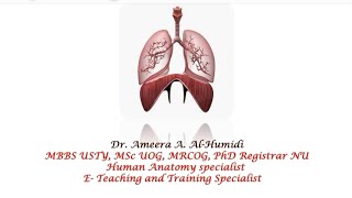 diagram of bronchial tree [upl. by Chatterjee]