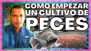 ✅ Introducción a la Crianza de PECES 🐟 Tilapia  Mojarra  👨🏽‍🏫 Cursos GRATIS 💯🇩🇴 ACUICULTURA [upl. by Ariana]